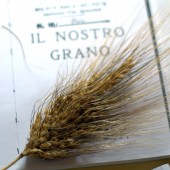 Nondisolopane - Che ne sai tu di un campo di grano?